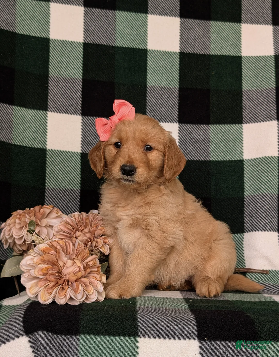 Golden Retriever dogs for sale: Nadia AKC Registered - Ad 1