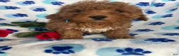 Toy Poodle dogs for sale: Pebbles - Ad 3