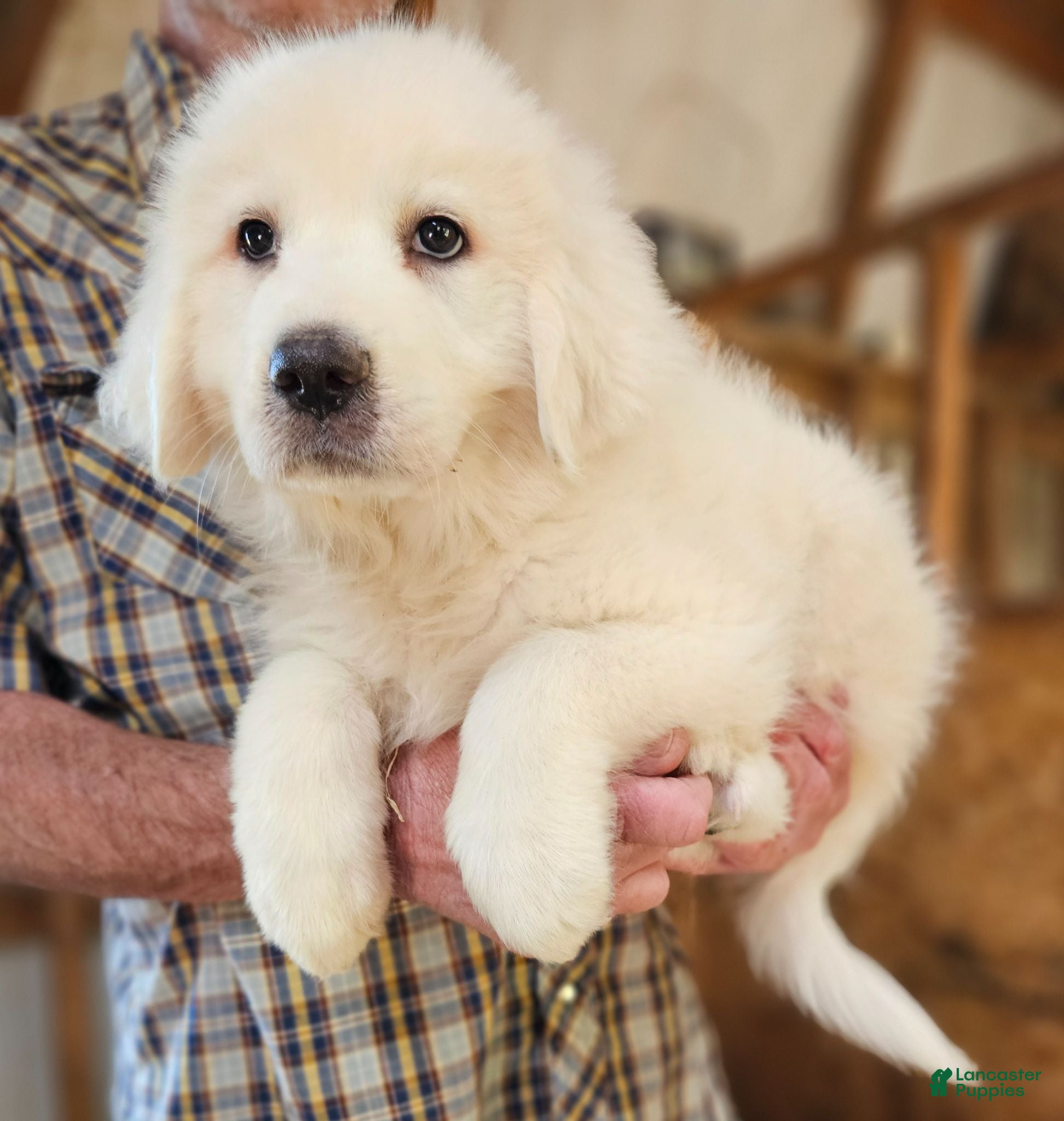 Great Pyrenees dogs Great Pyrenees  - Ad 2