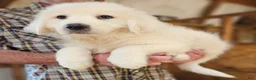 Great Pyrenees dogs for sale: Great Pyrenees  - Ad 2