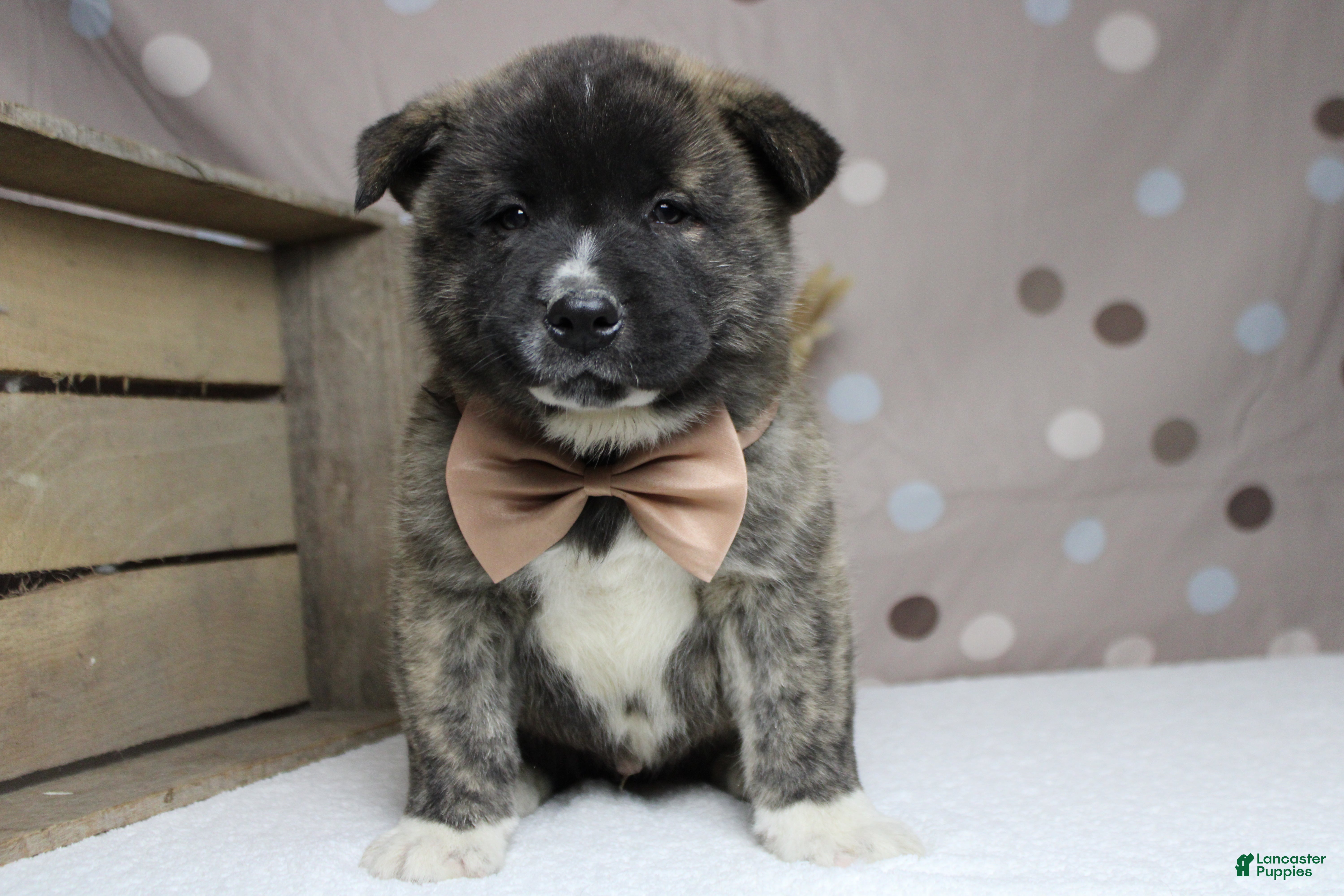 Akita dogs Macintosh - Ad 7