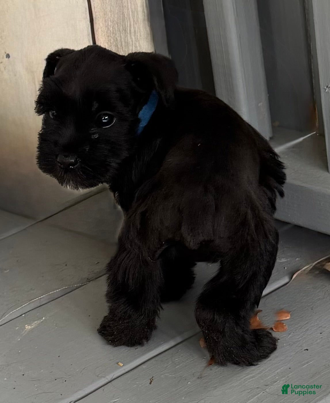 Miniature Schnauzer dogs Ford - Ad 33