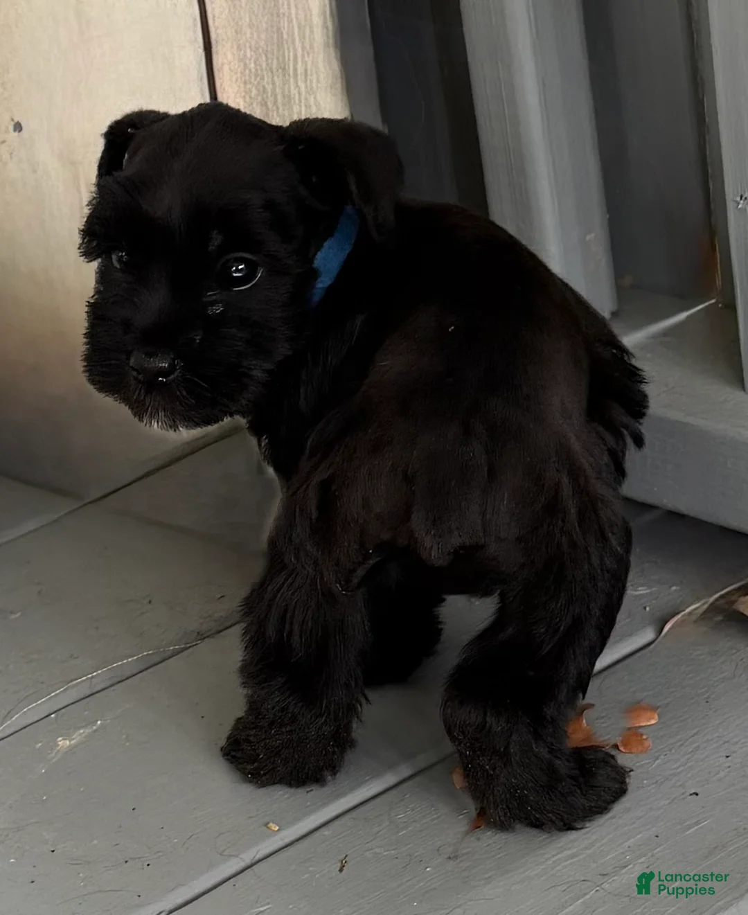 Miniature Schnauzer dogs for sale: Ford - Ad 1