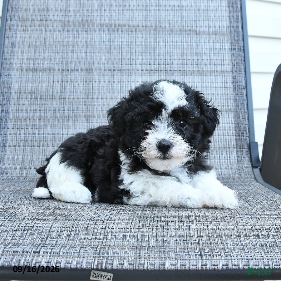 Havapoo dogs Angel - Ad 2