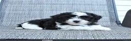 Havapoo dogs for sale: Angel - Ad 2