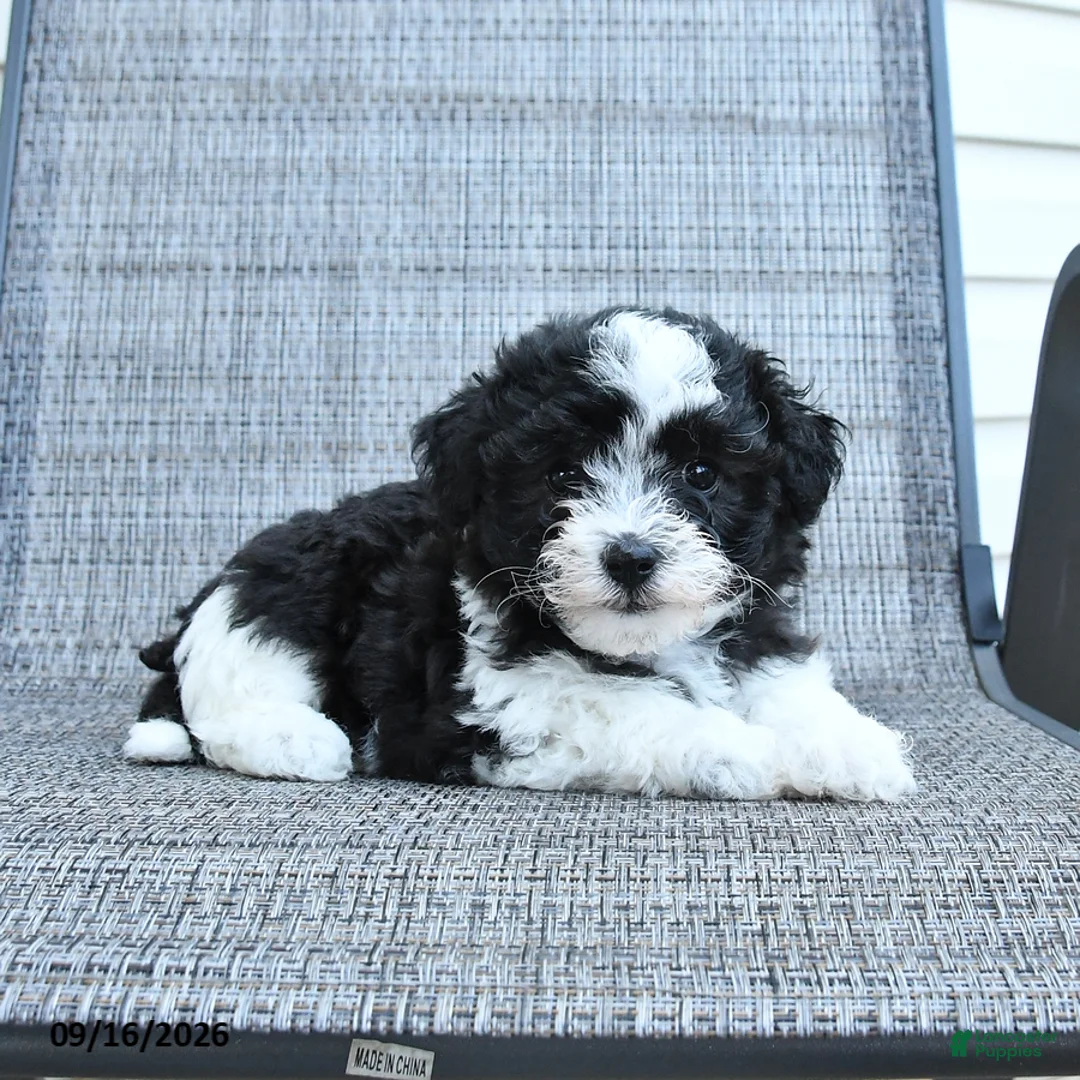 Havapoo dogs for sale: Angel - Ad 2
