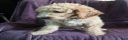 Goldendoodle dogs for sale: Sky- male - Ad 6