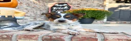 Australian Cattle Dog dogs for sale: Waylon - Ad 2