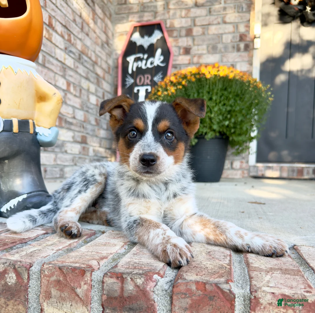 Australian Cattle Dog dogs for sale: Waylon - Ad 2