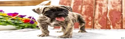 English Mastiff dogs for sale: Peggy - Ad 9