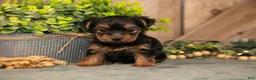 Yorkshire Terrier dogs for sale: Flash - Ad 2