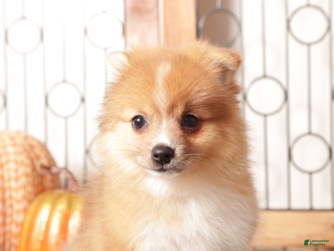 Pomeranian dogs for sale: Luna - Female Pomeranian  - Ad 4