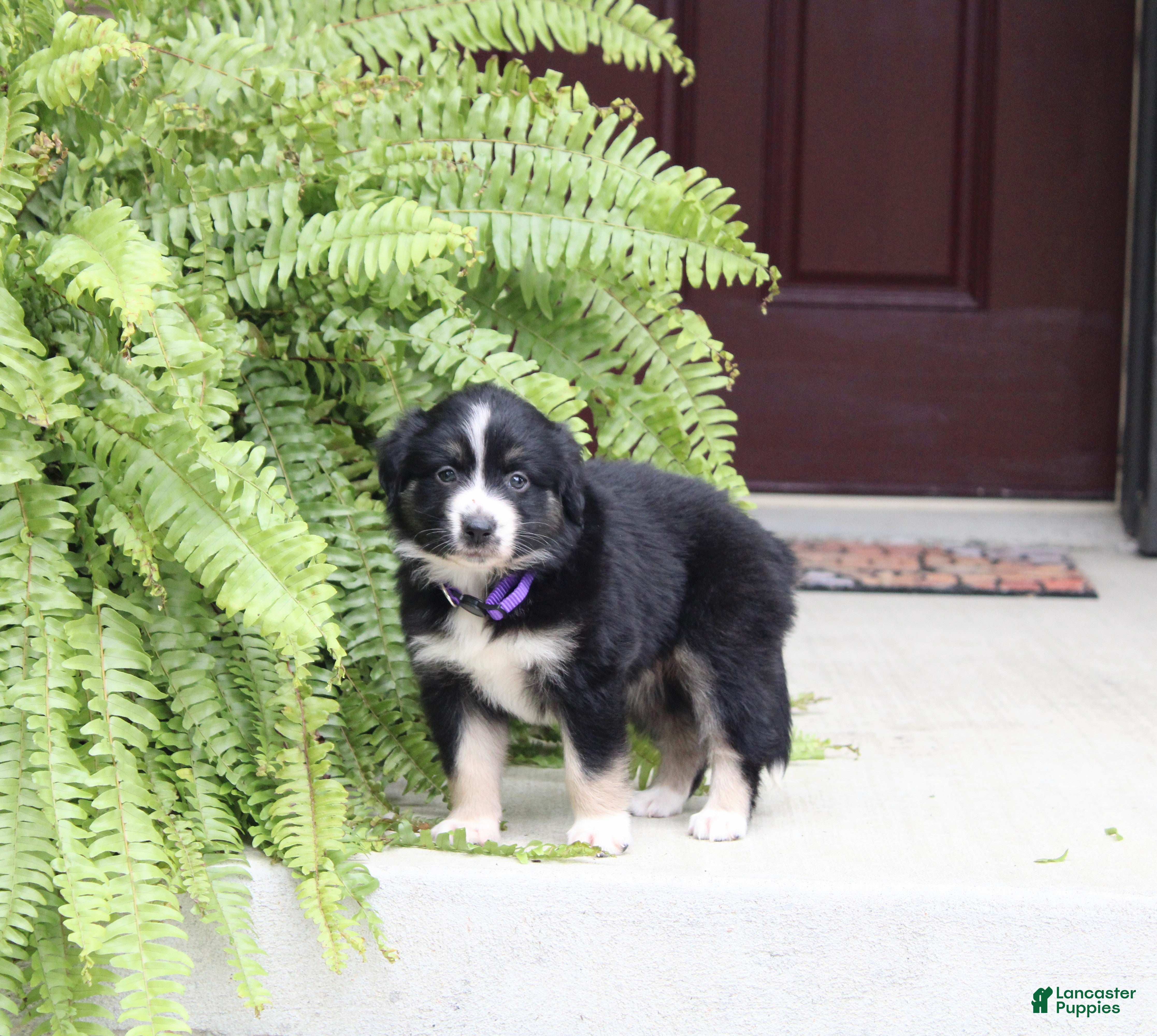 Miniature Australian Shepherd dogs Ava - Ad 1