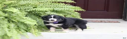 Miniature Australian Shepherd dogs for sale: Ava - Ad 1