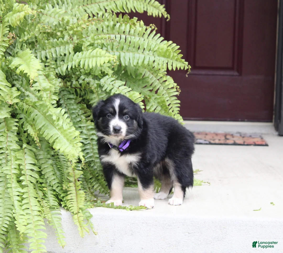 Miniature Australian Shepherd dogs for sale: Ava - Ad 1