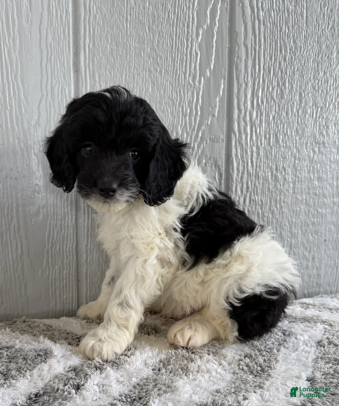 Mini Bernedoodle dogs for sale: Saint - Ad 4