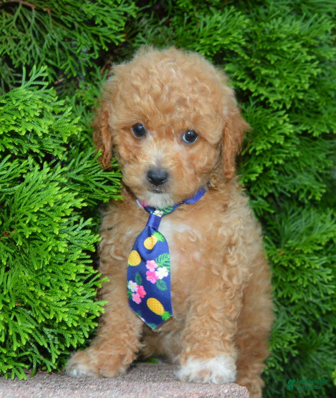 Cavapoo dogs Charlie - Ad 2