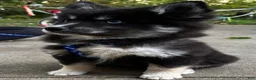 Mixed Breed dogs for sale: Stormy - Ad 7