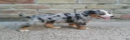 Mixed Breed dogs for sale: Stella  - Ad 2