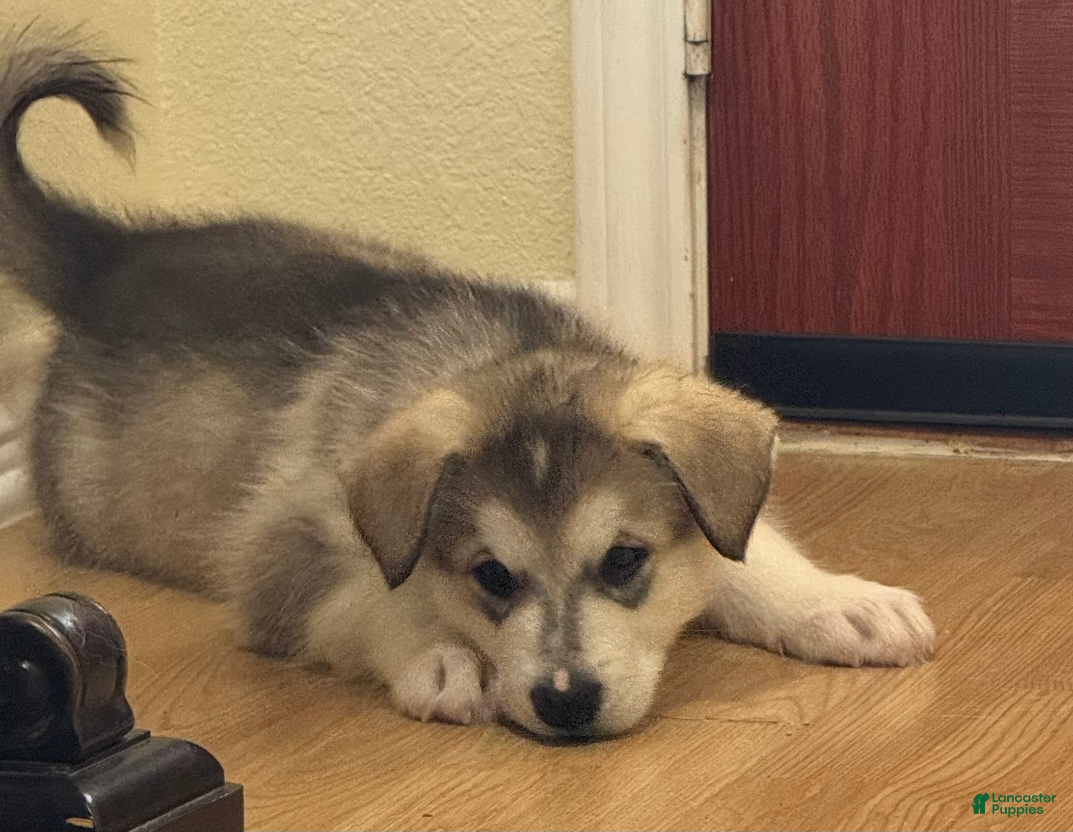 Alaskan Malamute dogs for sale: Thor - Ad 2