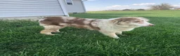 Australian Shepherd dogs for sale: Clove (AKC) - Ad 12