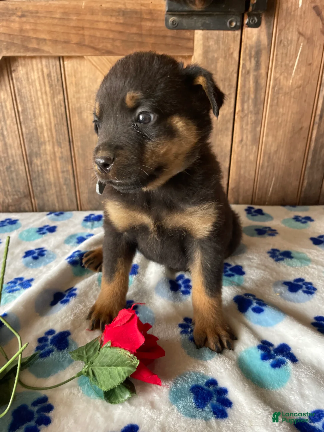 Rottweiler dogs for sale: Marshall - Ad 4