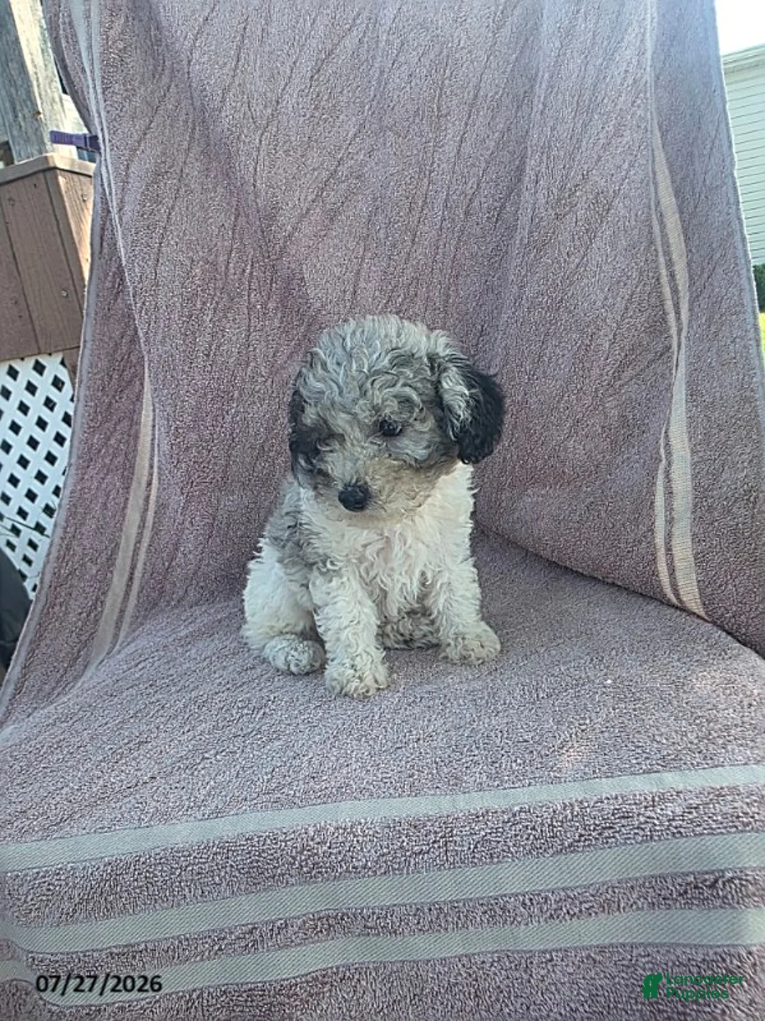 Toy Poodle dogs for sale: Patches - Ad 5