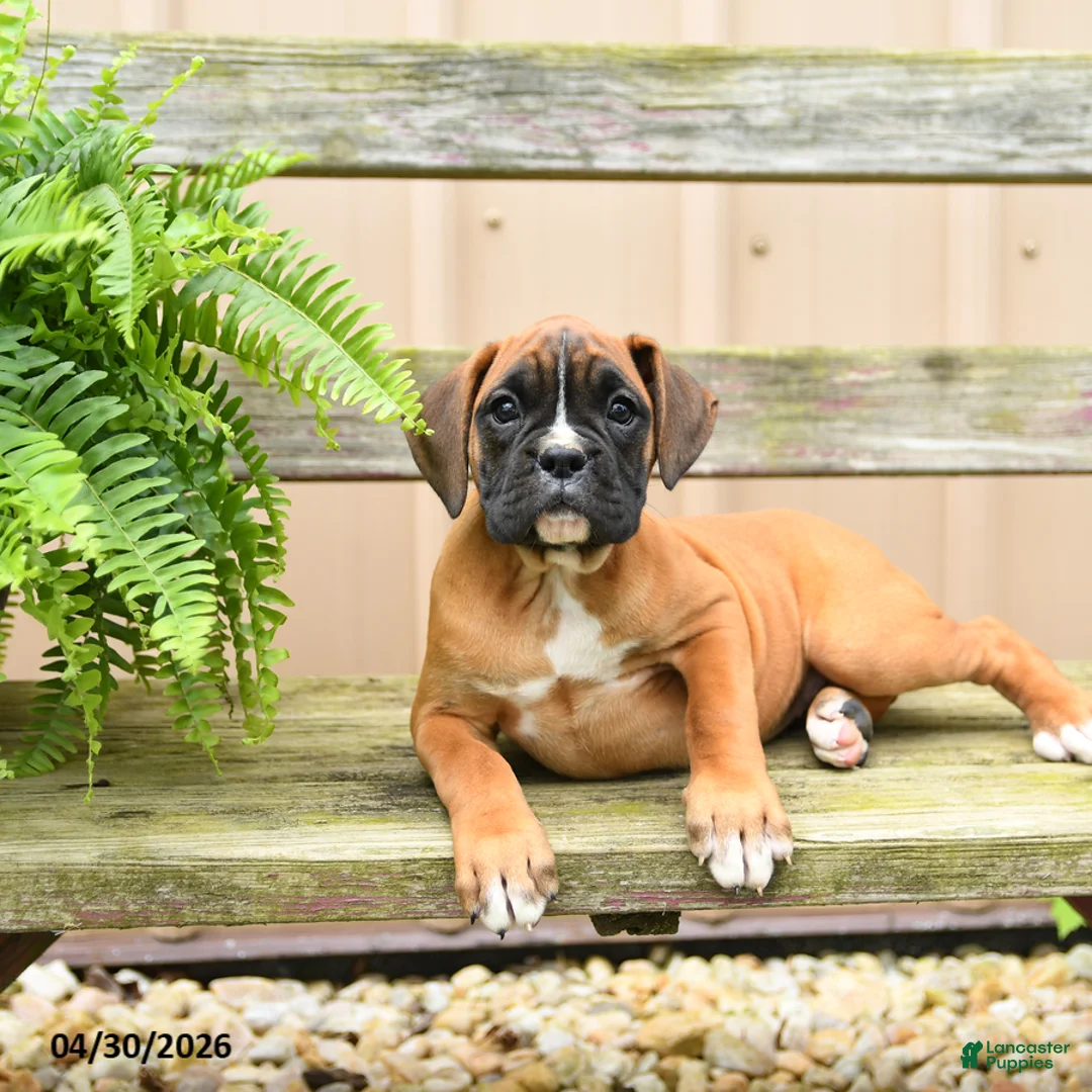 Boxer dogs for sale: Nutella - Ad 3