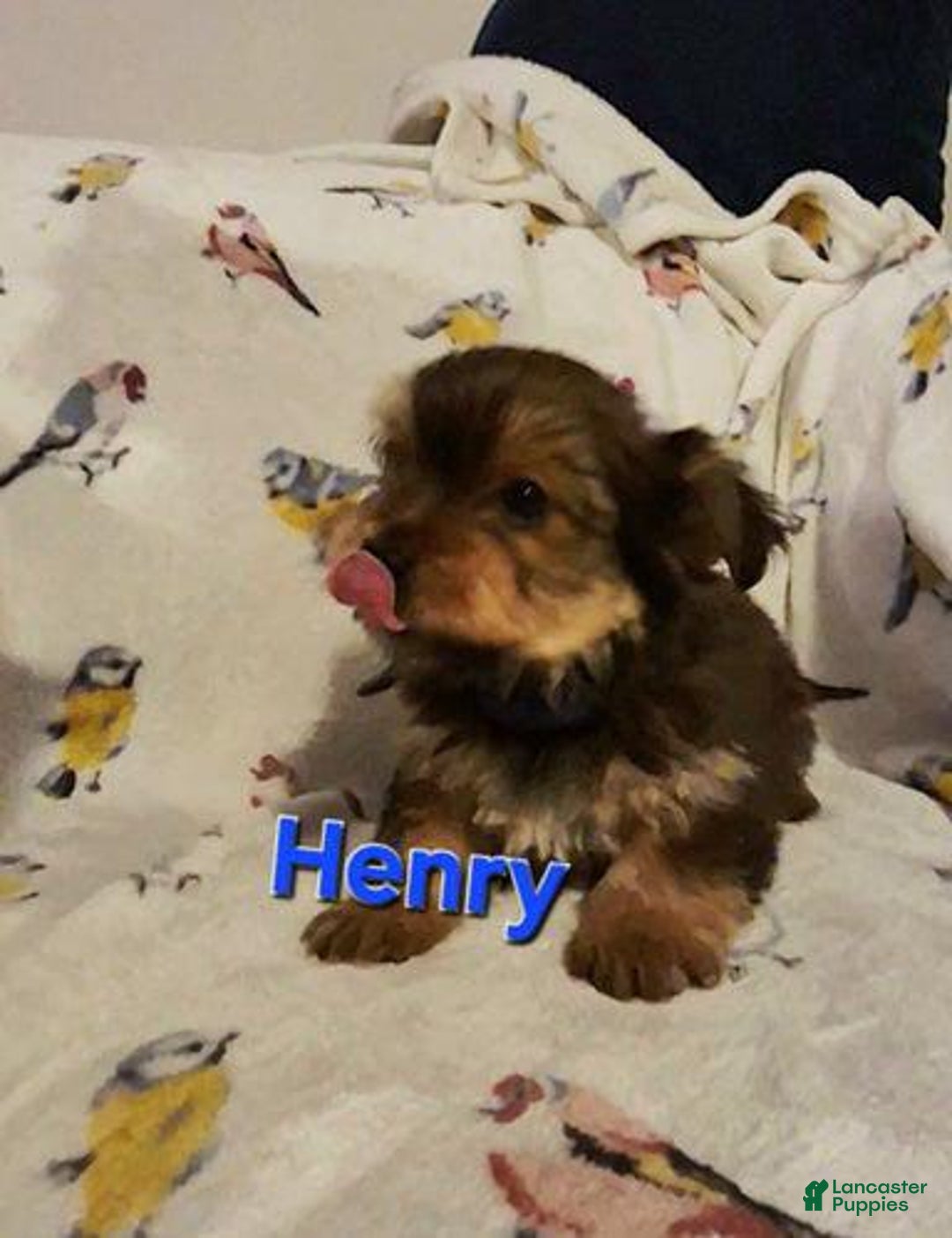 Yorkshire Terrier dogs for sale: Henry - Ad 1