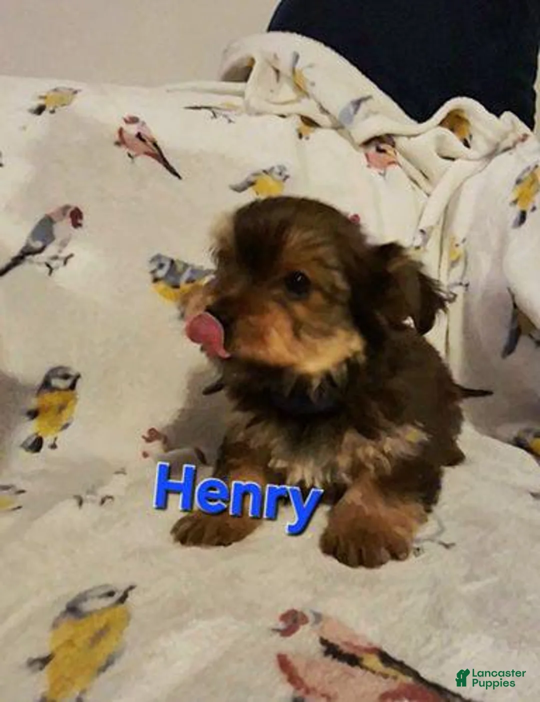 Yorkshire Terrier dogs for sale: Henry - Ad 1