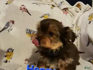 Yorkshire Terrier dogs Henry - Ad 38