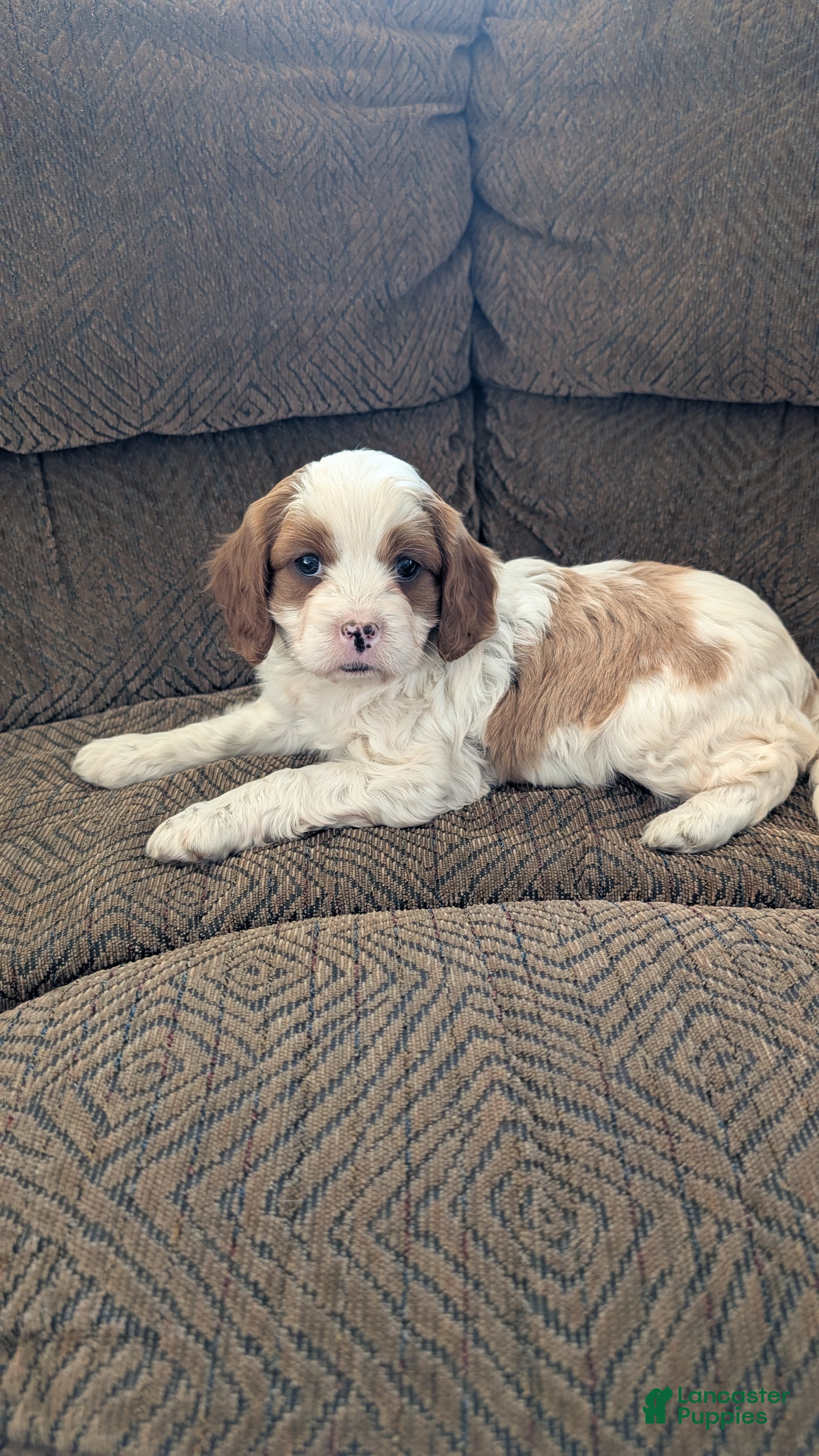 Cavapoo dogs Jenny  - Ad 22