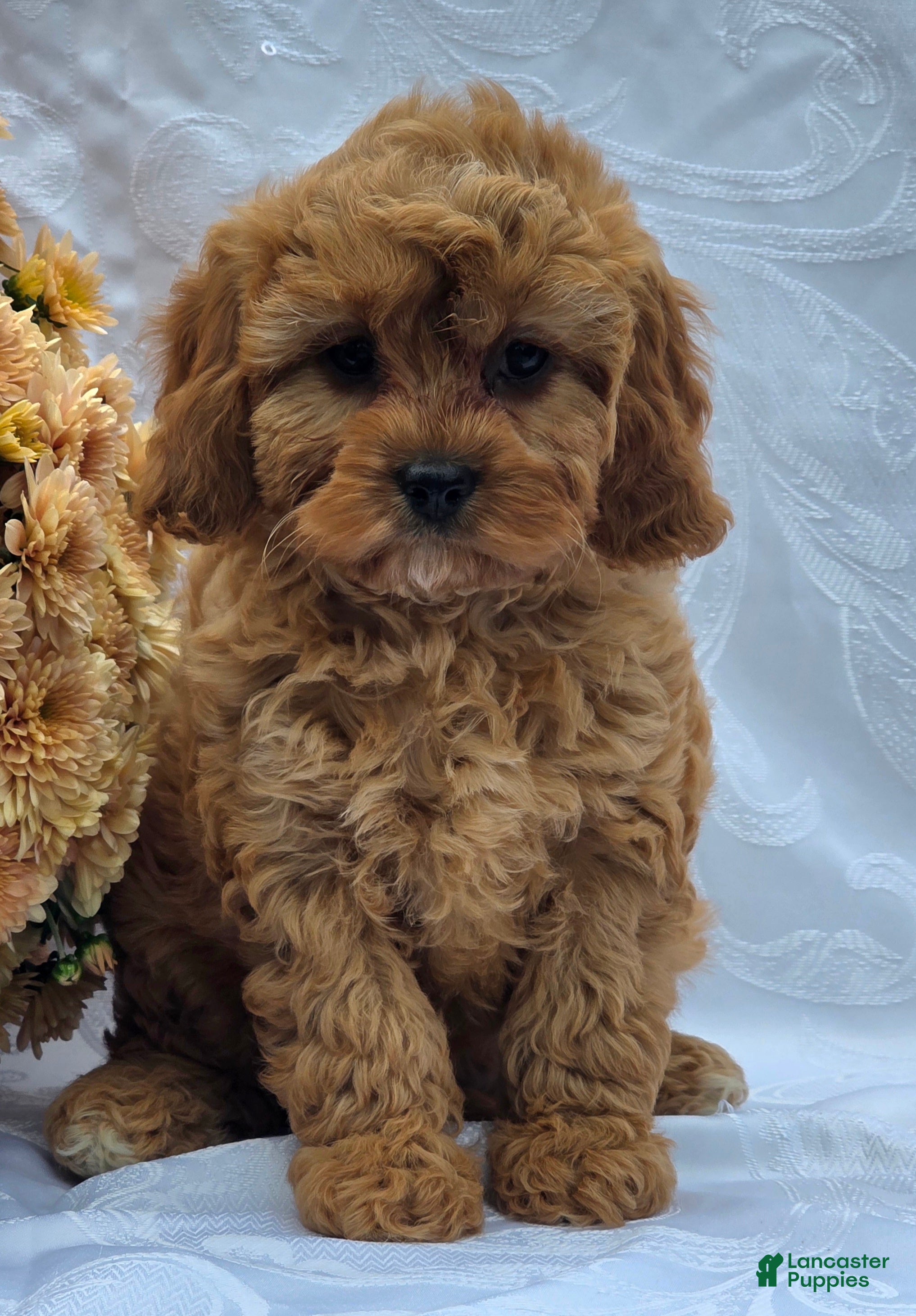 Cavapoo dogs Rosey - Ad 1