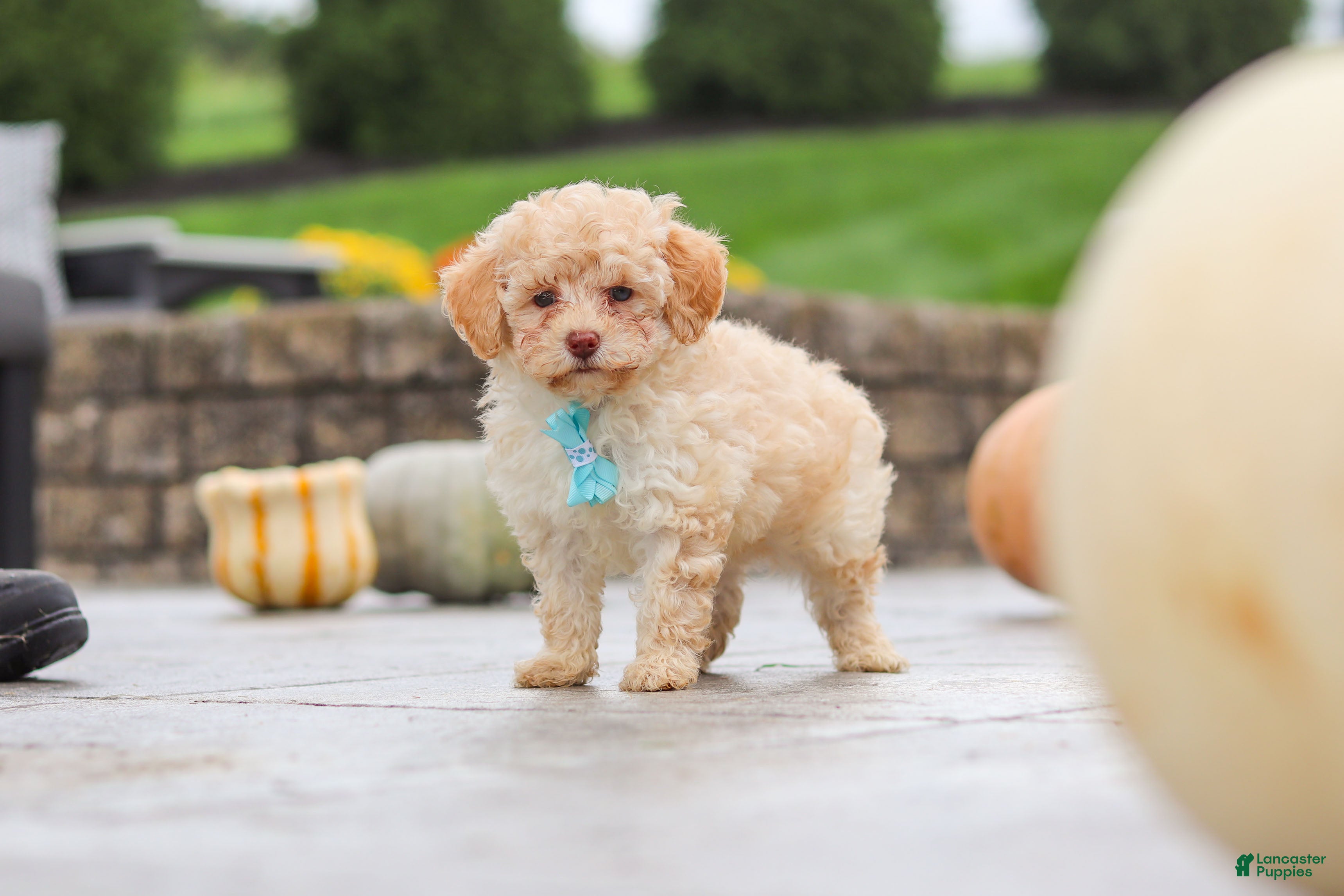Cavapoo dogs for sale: Sven - Ad 2