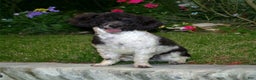 Sheepadoodle dogs for sale: Hudson - Ad 4