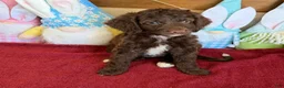 Mini Goldendoodle dogs for sale: Callie - Ad 2