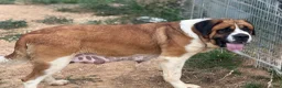 Saint Bernard dogs for sale: Tracker - Ad 3