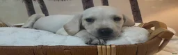 Labrador Retriever dogs for sale: Labrador Retriever 2 - Ad 4