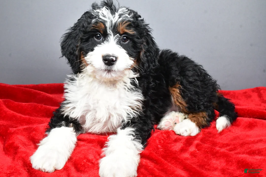 Mini Bernedoodle dogs for sale: Echo - Ad 1