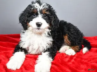 Mini Bernedoodle dogs Echo - Ad 29