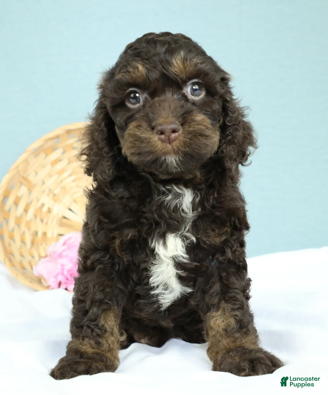 Cockapoo dogs for sale: Caleb 🫧 - Ad 1