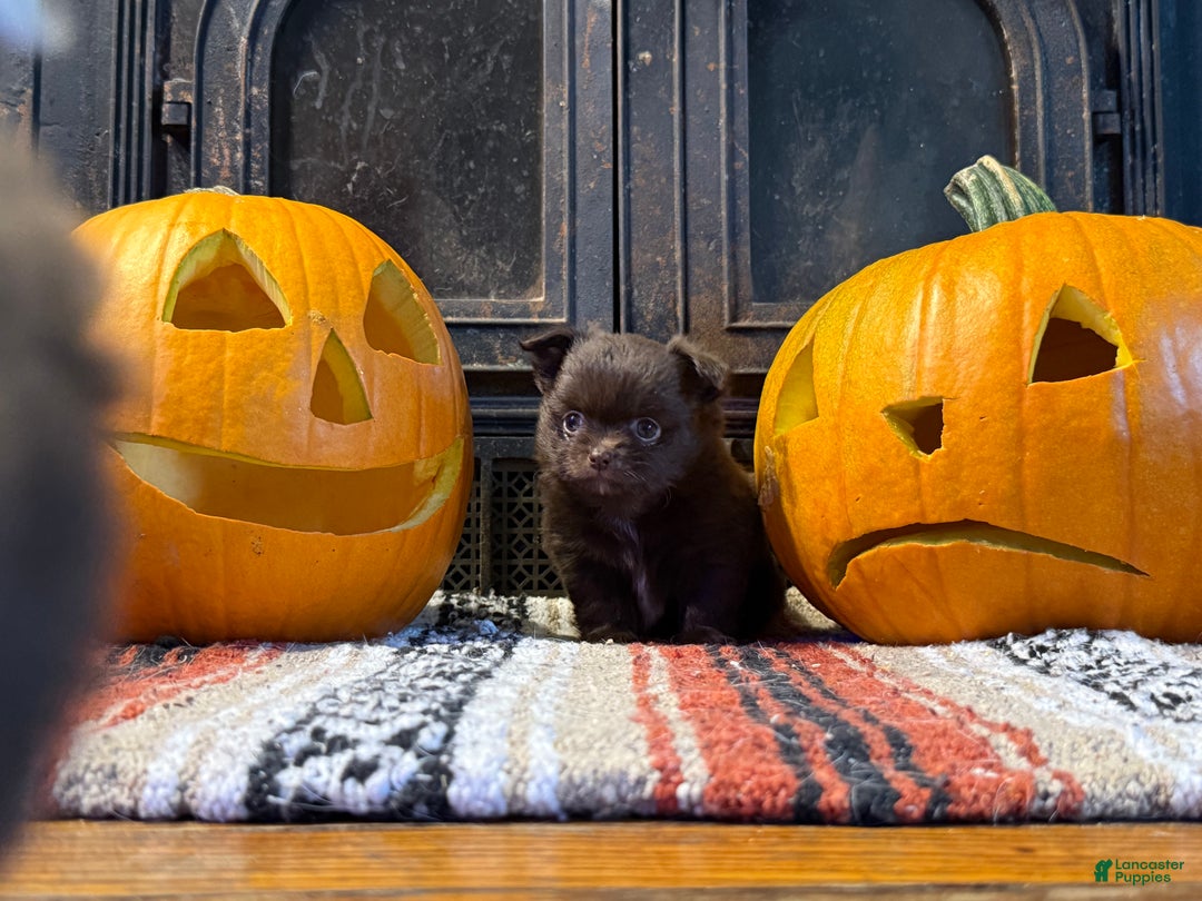 Chihuahua dogs for sale: Chocolate Girl - Ad 3