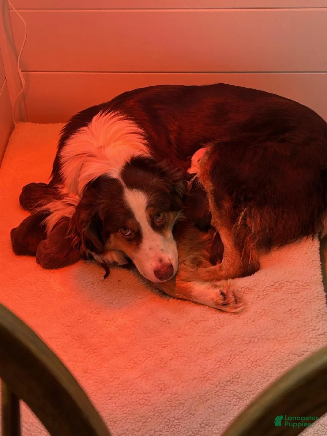 Australian Shepherd dogs for sale: Bridget Bishop - Ad 14