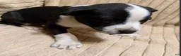 Mixed Breed dogs for sale: Baby Boy  4 - Ad 1