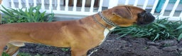 Boxer dogs for sale: Cooper - Ad 4