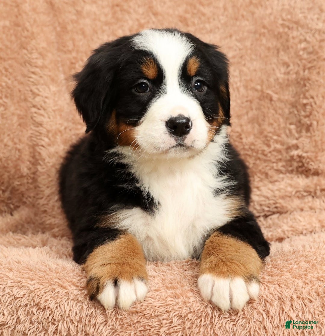 Bernese Mountain Dog dogs for sale: Clay - Ad 1