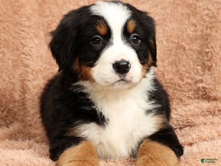 Bernese Mountain Dog dogs Clay - Ad 21