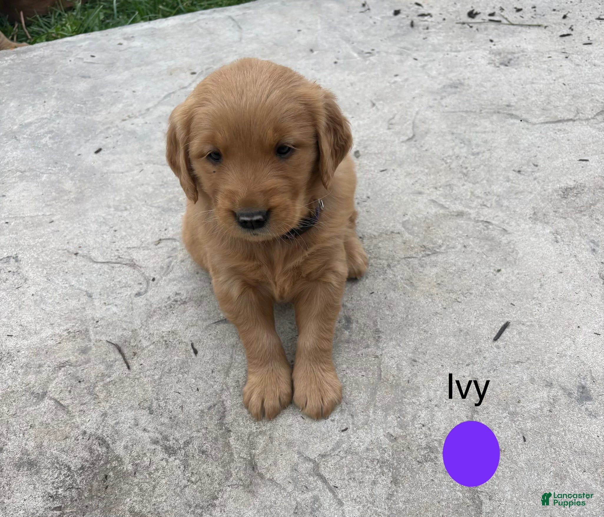 Ivy