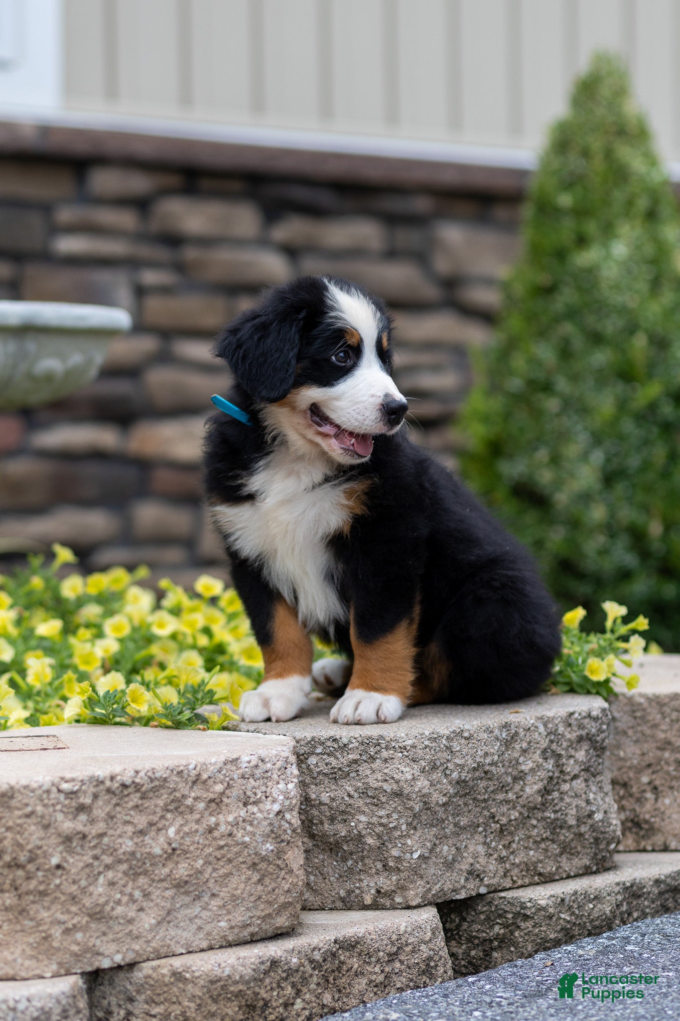 Bernese Mountain Dog dogs Rocky - Ad 2
