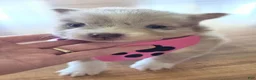 Pomsky dogs for sale: Wynonna  - Ad 2